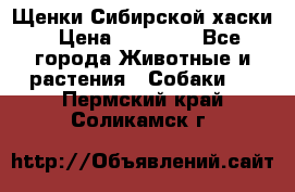 Щенки Сибирской хаски › Цена ­ 18 000 - Все города Животные и растения » Собаки   . Пермский край,Соликамск г.